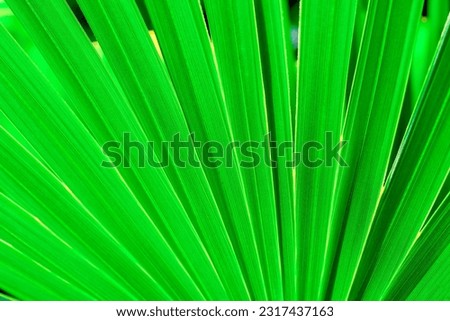 Close-up of stripped tropical palm leaf lime green color. Green palm leaf texture background. Natural tropical green leaf close-up. Tropical palm foliage, greenery background