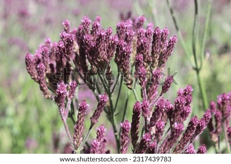 purple edelweiss flowers on the hiking trail of Mount Semeru