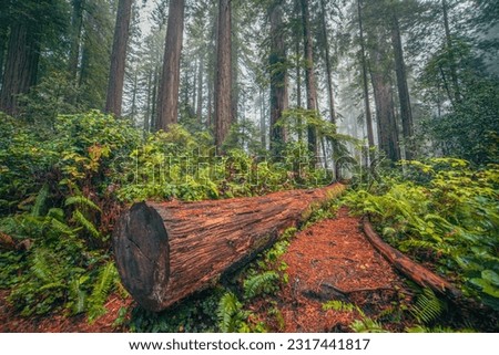 Hike through the misty, lush redwood forest | Redwood National and State Parks, California, USA