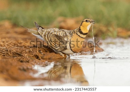Pin-tailed Sandgrouse (Pterocles alchata) on the steppes of Belchite, Spain. Female drinking water at water hole. Royalty-Free Stock Photo #2317443557