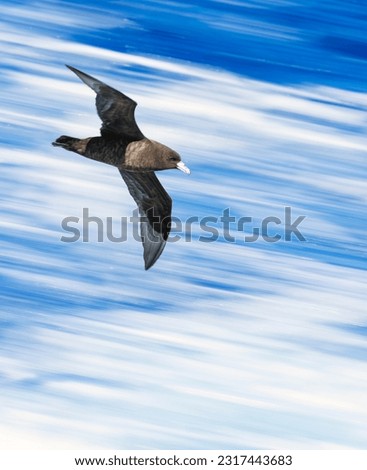 Black Petrel, Procellaria parkinsoni, at sea north of New Zealand. Also called the Parkinson's petrel. Photographed with slow shutter speed.