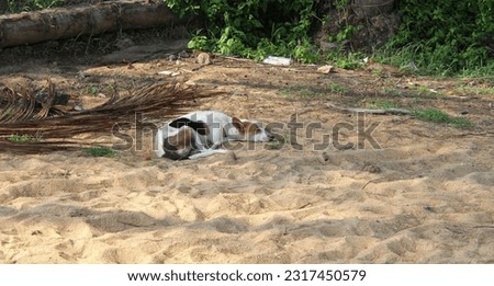Dog sleeping on sand stock photo