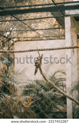 Blue macaw in a zoo. Macaw behind the grid. beautiful blue macaw
