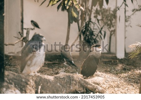 Passaro Falcão, Hawk from a zoo in Rio de Janeiro. beautiful pictures of the hawk and hawk. Exotic birds.