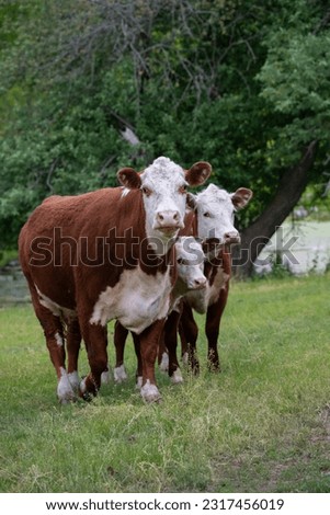 three brown and white hereford cows in lush green pasture in filed on agricultural beef farm or small hobby farm vertical image room for type or masthead spring summer farming background or backdrop