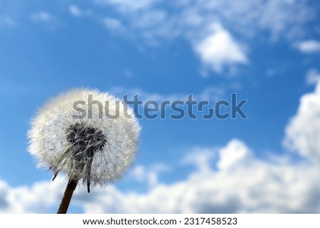 Against the background of the sky is a faded dandelion.