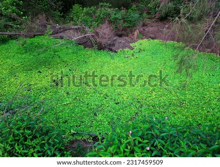 swamp filled with Invasive aquatic plants Royalty-Free Stock Photo #2317459509