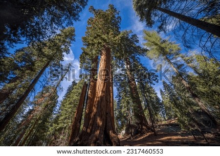 Giant Sequoias | Kings Canyon National Park, California, USA