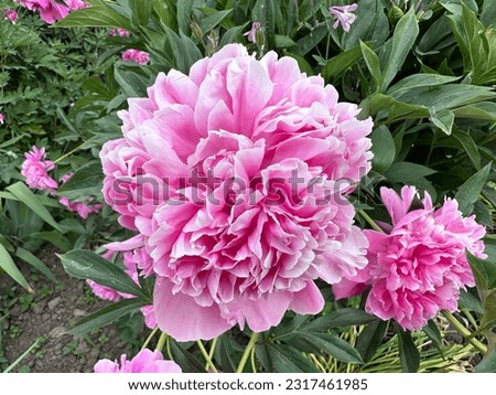 Blooming lush buds of a pink peony close-up in a flower garden. Milk flower peony
