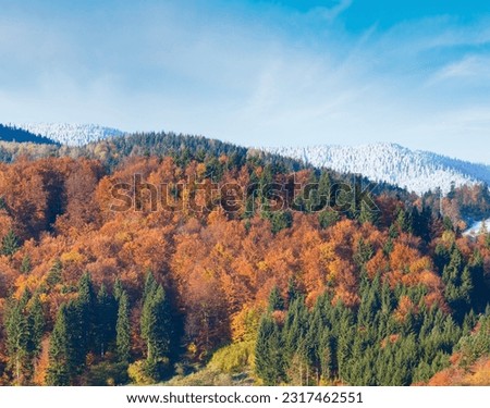 Sunny autumn mountain forest and hoarfrost on trees top (on mountainside). (Carpathian, Ukraine)
