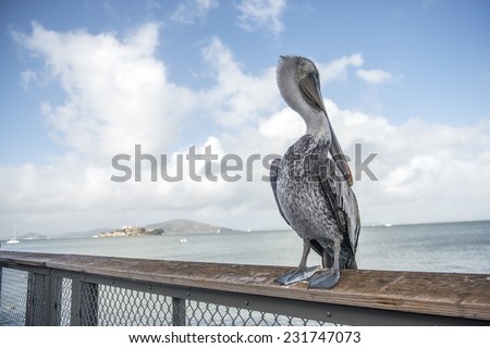 A pelican sits on a pylon post with the sunshine on its back and the blue waters of the Caribbean Ocean behind him.