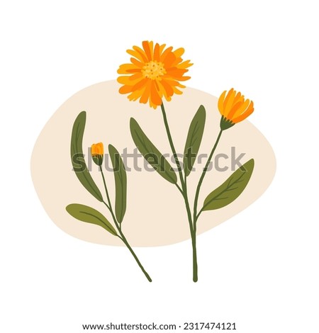 calendula illustration. hand drawn orange flower. Royalty-Free Stock Photo #2317474121