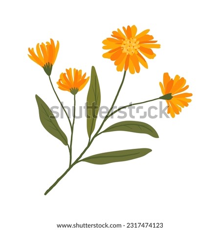 blooming calendula. medicinal flower illustration. cute plant. Royalty-Free Stock Photo #2317474123