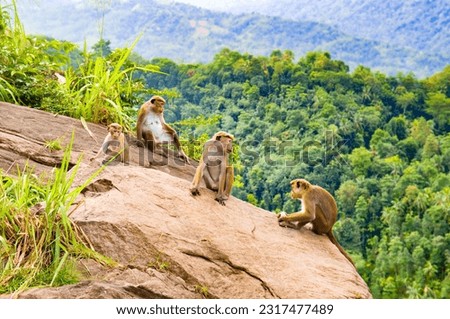 Hamandryla monkeys on a sheer cliff in the wild nature of Sri Lanka.