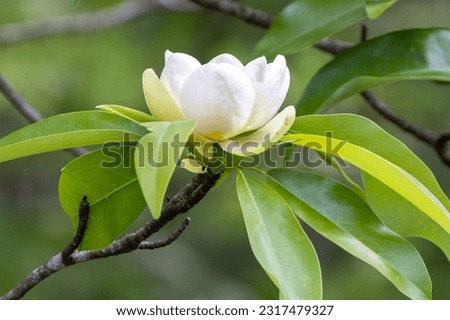 swamp or sweetbay magnolia in North Carolina