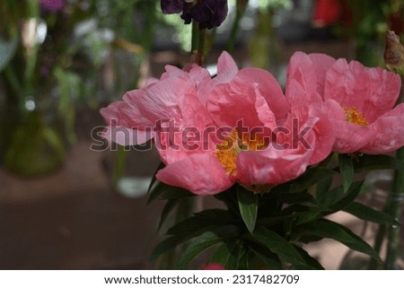 Paeonia, peony LOVELY ROSE blooms in the garden in summer