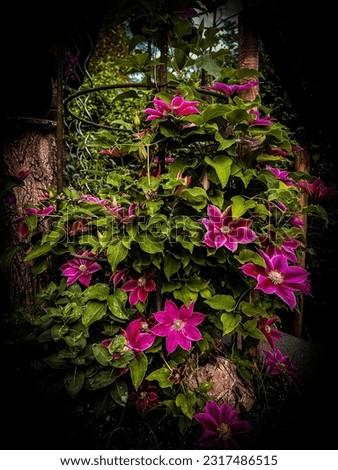 Image of a shrub with pink red flowers.  Image processed and intentionally has strong vignetting
