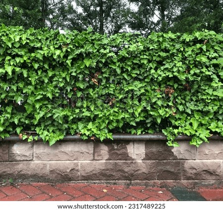 A front shoot of masonry greybrown stone wall with green bushes after rain. Welcoming spring. Green bushes. Green leaves. Stone texture under plants. background photo. Calmness after rain. Abstract.