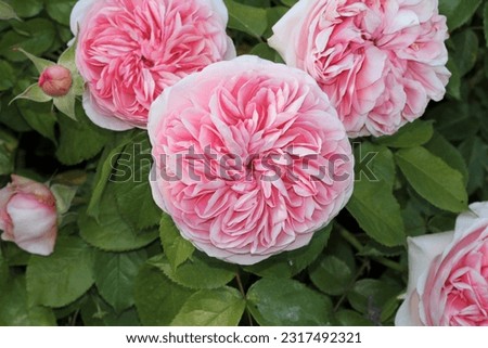 Beautiful pink Bridal Piano Rose bush. Unusual Rose. 