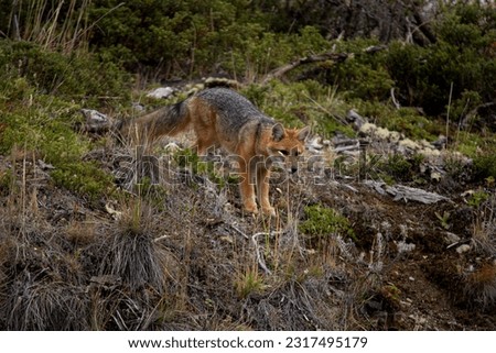 fox wild patagonia wildlife animal 