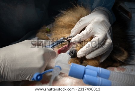 A veterinarian in gloves removes a bad tooth from a dog. Carrying out hygienic cleaning of the dog's teeth and removal of diseased teeth. Dog teeth health concept. Royalty-Free Stock Photo #2317498813