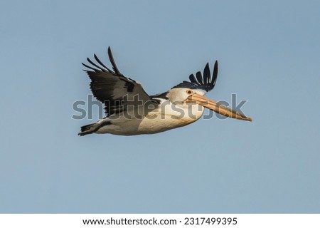 Pelican flying in the Winter blue morning sky at Boggy Creek in Merimbula on the South Coast of NSW, Australia Royalty-Free Stock Photo #2317499395