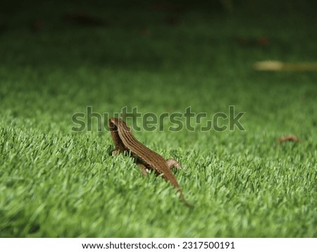 This photo is of a small lizard running on the grass, it is a beautiful creature.