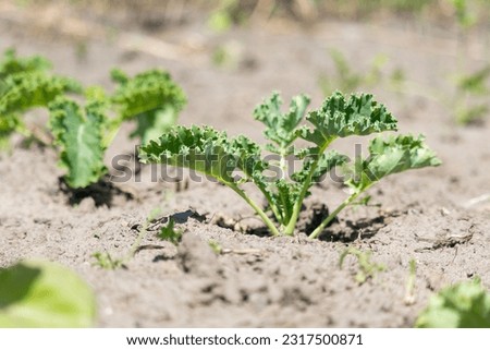 Curly kale plants in raised garden planter. Group of almost mature green curly kale plants planted in a row. Known as Starbor Kale, Leaf Cabbage. Picture of kale plantation. Healthy lifestyle concept.