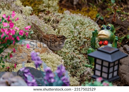 Sparrow close up side view in a rock garden with moss ground and flowers and looking at the frog ornament. 