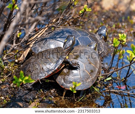 Three painted turtle standing on a moss log with marsh vegetation in their environment and habitat surrounding. One turtle standing on the other ones. Turtles Picture.