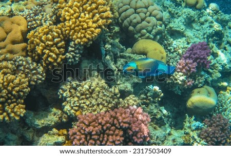 Colorful parrotfish and corals on the coral reef. Healthy corals and fish. Scuba diving with wild marine life, underwater photography. Tropical wildlife in the shallow ocean, travel photo.
