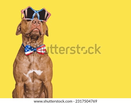 Cute brown puppy and sunglasses with American Flag pattern. Travel preparation and planning. Close-up, indoors. Studio shot. Concept of care, education, obedience training and raising pets