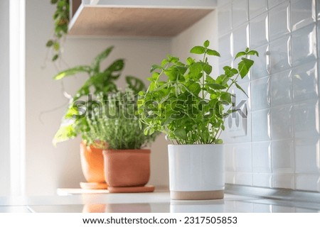 Fresh aromatic garden herbs in terracotta pot in the kitchen, selective soft focus. Seedling of herbal plants for healthy cooking - thyme and mint. Home gardening and cultivation Royalty-Free Stock Photo #2317505853