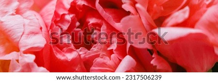 red orange Peony flowers background. Banner. Blossoming peonies bouquet. Lovely peony petals texture. Red orange peonies banner print