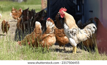 Beautiful close up of a handsome light brown rooster in the sunshine standing next to some brown hens at a mobile hen mobile and crowing at the top of his lungs, photographed in profile at ground leve Royalty-Free Stock Photo #2317506455
