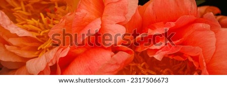Beautiful orange Peony flowers background. Banner. Blossoming peonies bouquet. Lovely peony petals texture. Red orange peonies banner print