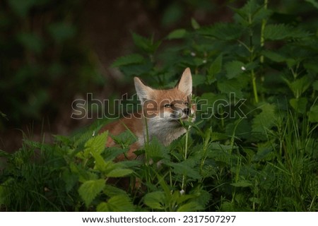 Red foxes are playing near the burrow. Cute small fox in the forest. European nature. Small fox is sniffing the nettle. Red fox is sitting in the wood. 