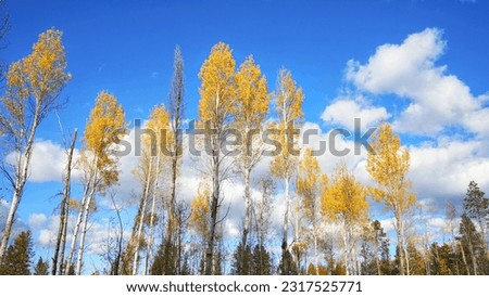  Aspen trees in the forest                            