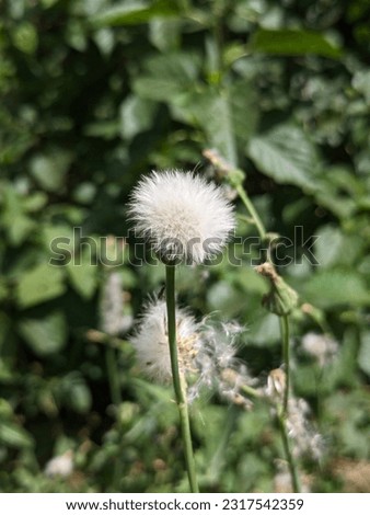 Pictures of white roses with some grass
