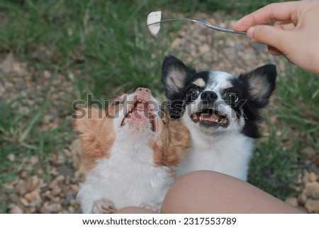 chihuahua dog,puppy is eating,Feeding the dog by hand,Dogs look at food,Dog food on had,blur,Soft focus.