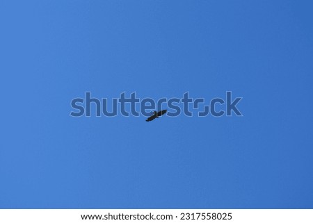 condor flying in the air