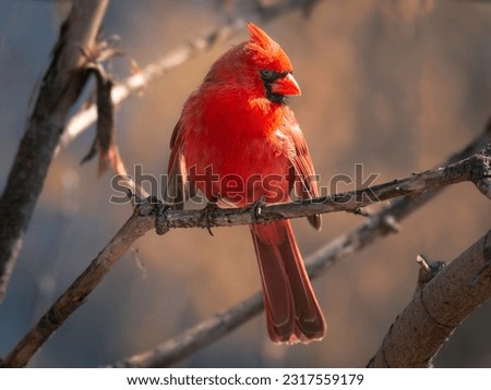 Northern cardinal perched on a branch. Royalty-Free Stock Photo #2317559179