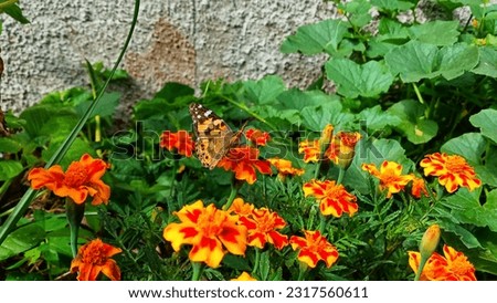 a picture of butterfly on orange tropical flower