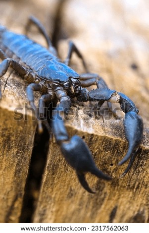 Extreme Macro approaching a wild scorpion (Heterometrus) with black natural background