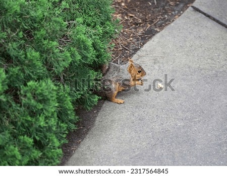 An eastern fox squirrel foraging for food. San Diego, California USA.