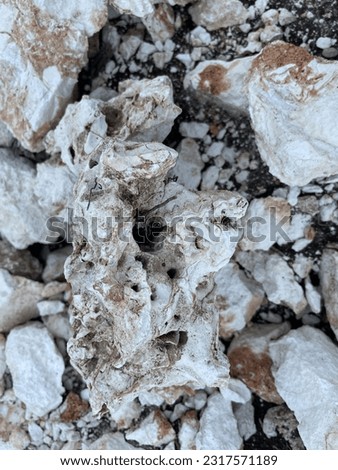 Coral fossilized, white and beautiful