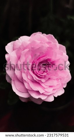 Beautiful closeup pink rose picture.