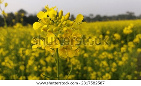 Beautiful mustard flower in the mustard field  Royalty-Free Stock Photo #2317582587