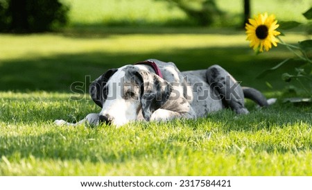 Great Dane Puppy Laying in Grass