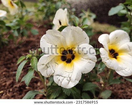 Turnera ulmifolia is a species of flowering plant in the genus eight o'clock flower. This plant comes from Mexico
